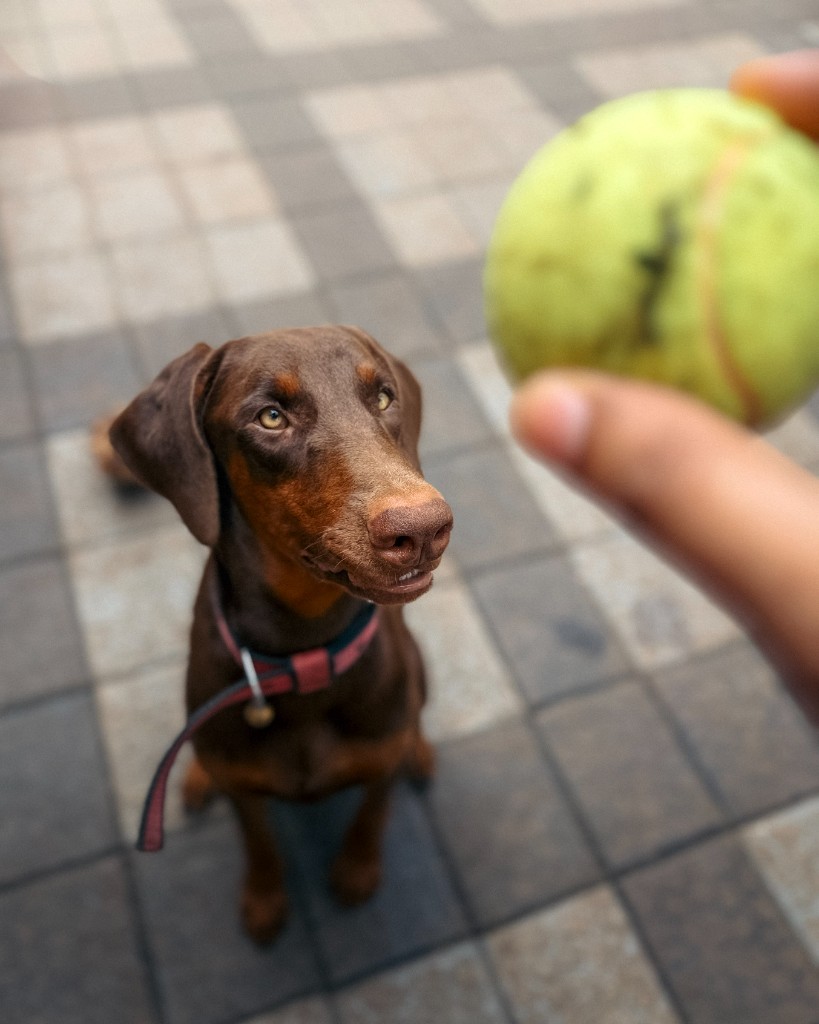 Brown dog looking up at a tennis ball held in someone's hand.
